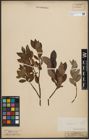 Foto von Salix phylicifolia L.